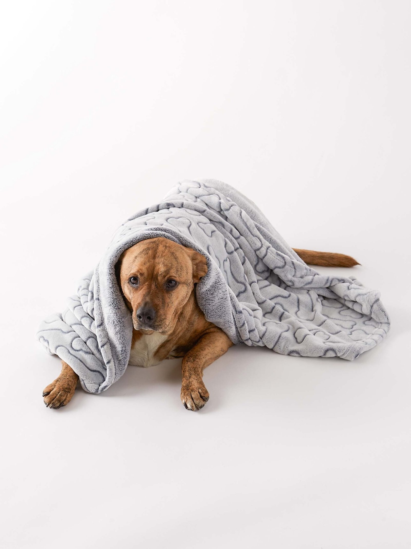 bone dry fleece pet blanket, embossed bone print, gray 36x48"