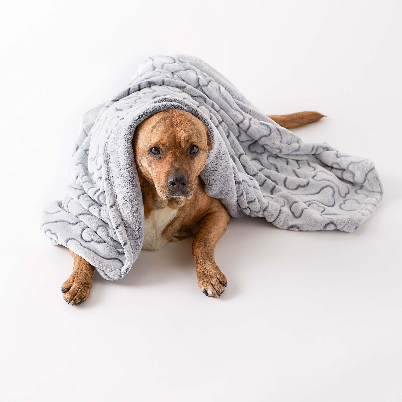 bone dry fleece pet blanket, embossed bone print, gray 36x48"