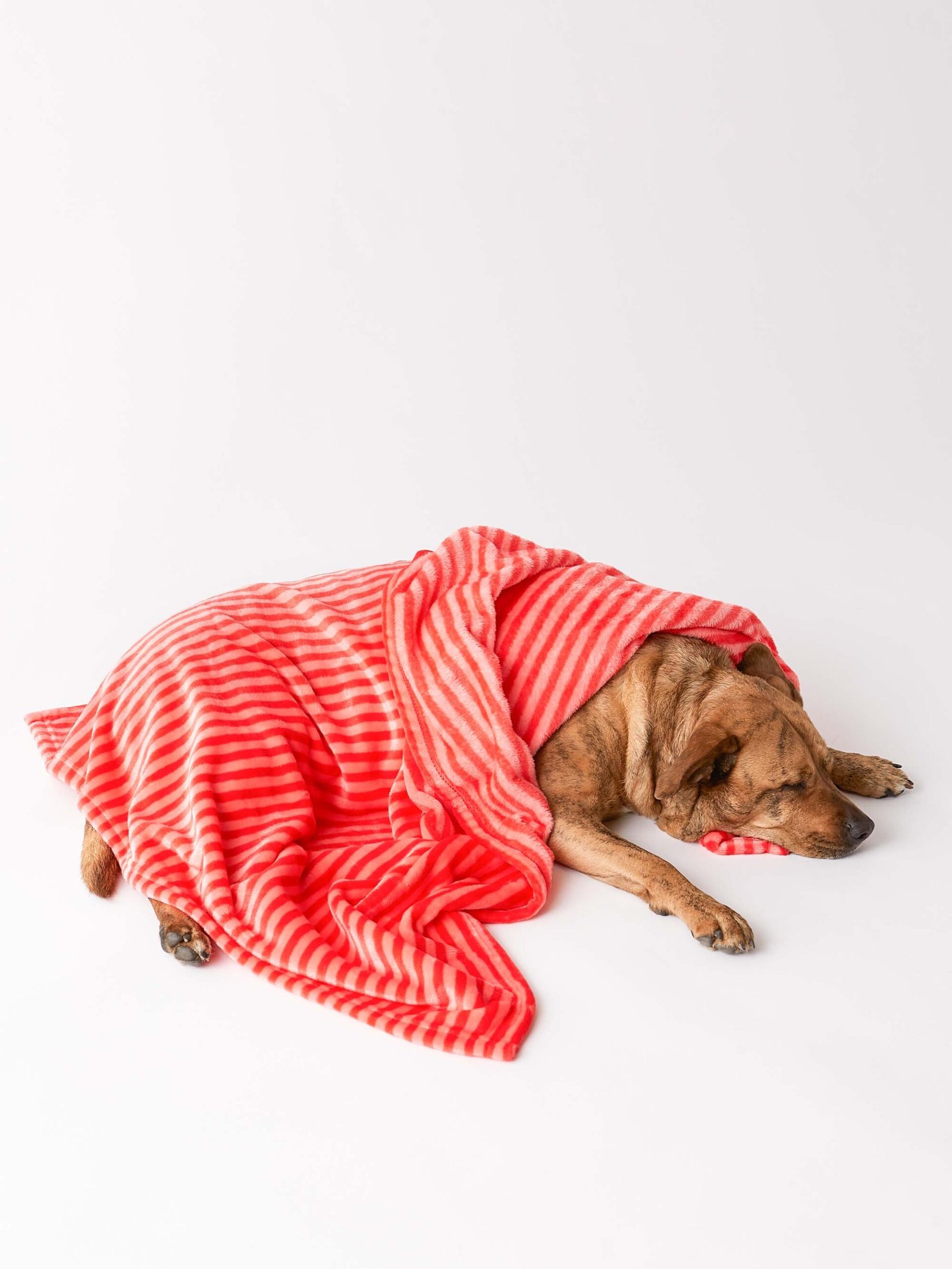 bone dry fleece pet blanket, embossed bone print, red 36x48"
