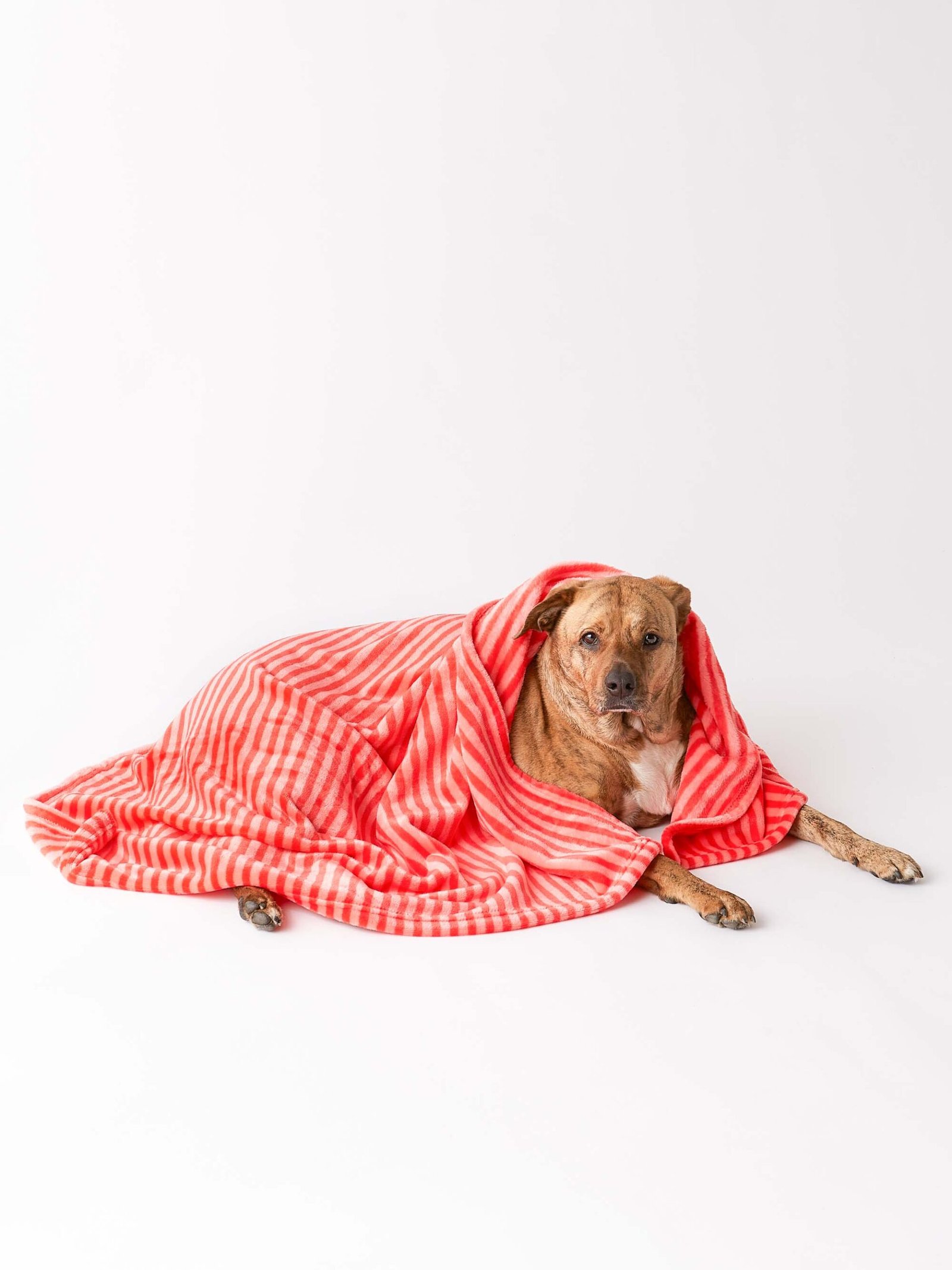 bone dry fleece pet blanket, embossed bone print, red 36x48"