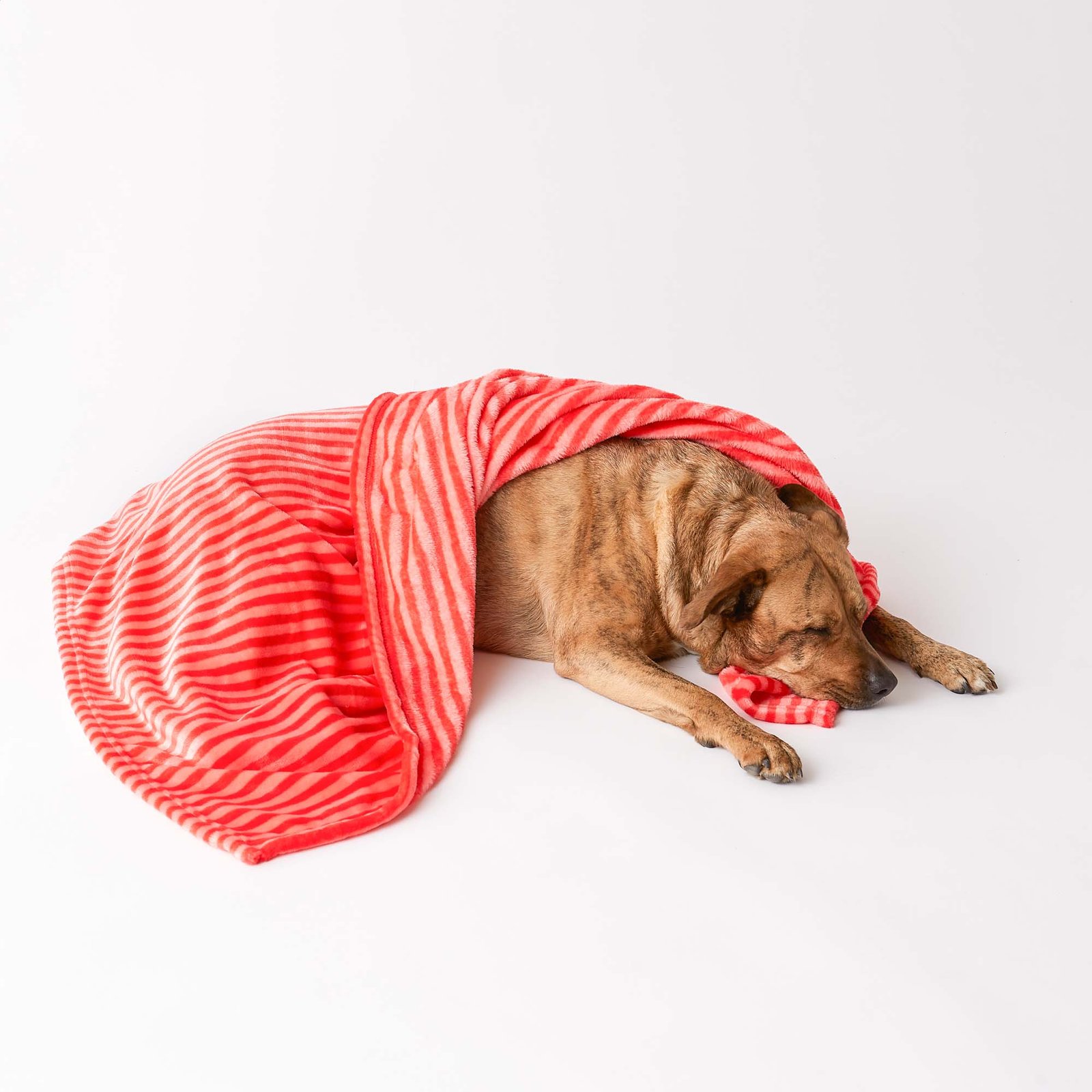 bone dry fleece pet blanket, embossed bone print, red 36x48"