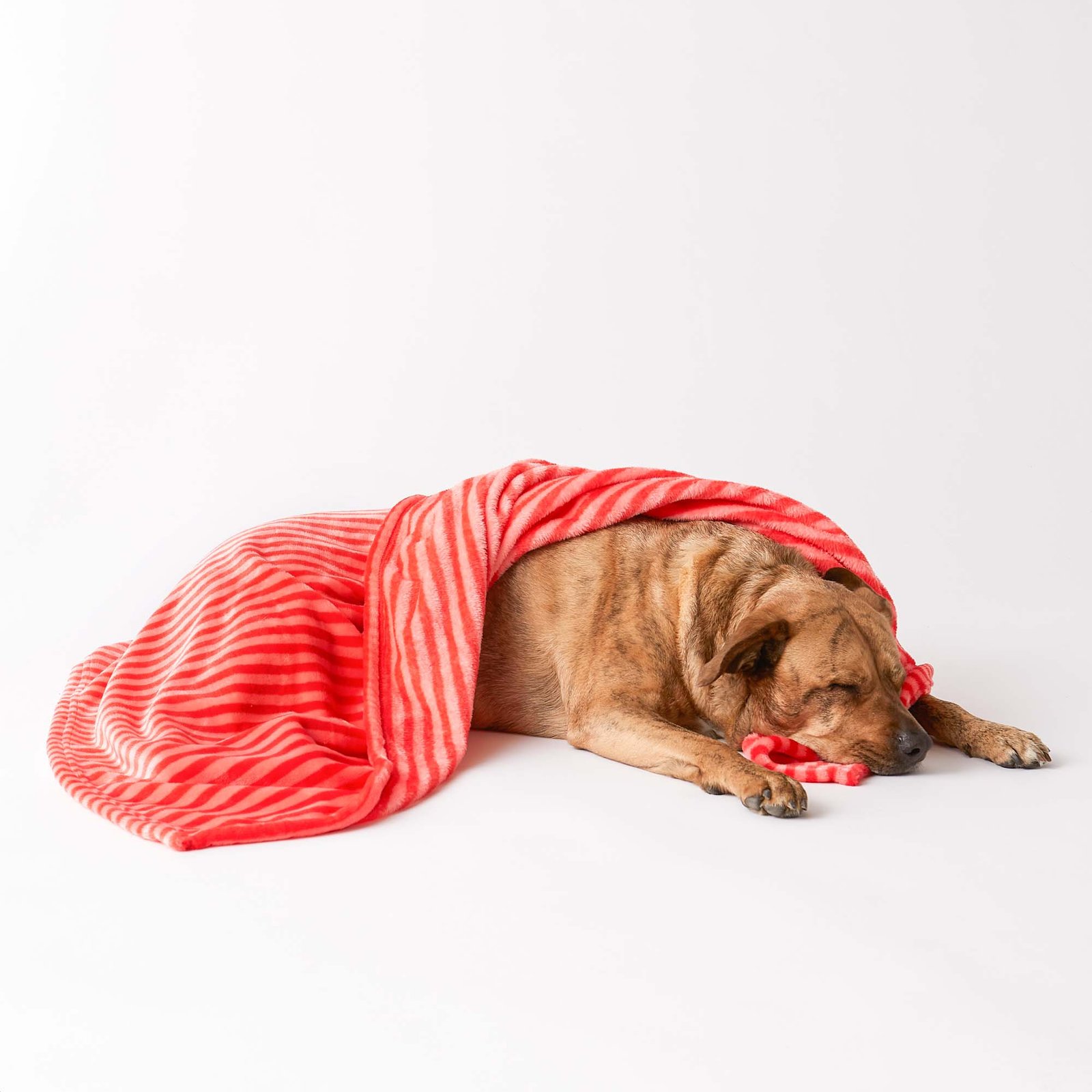 bone dry fleece pet blanket, embossed bone print, red 36x48"