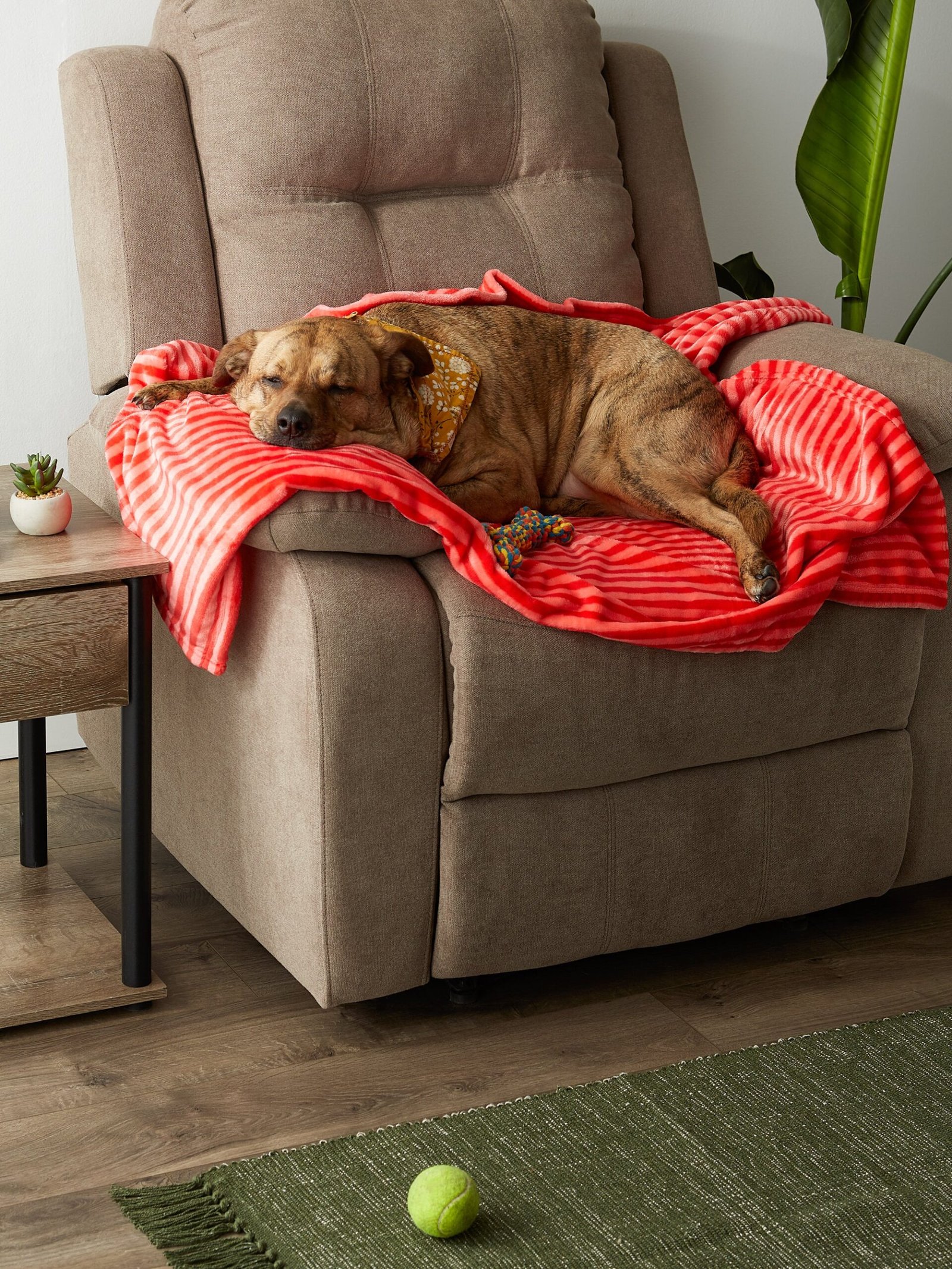 bone dry fleece pet blanket, embossed bone print, red 36x48"