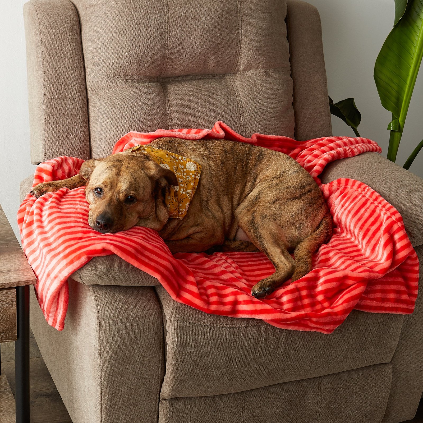 bone dry fleece pet blanket, embossed bone print, red 36x48"