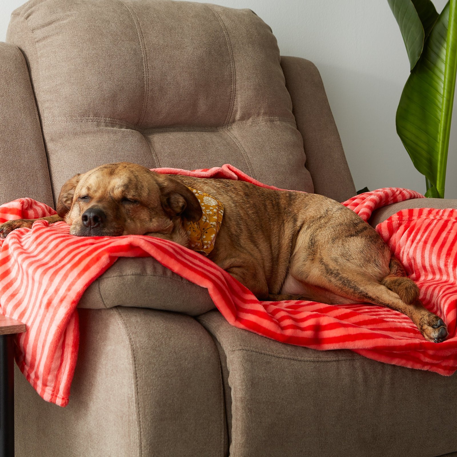 bone dry fleece pet blanket, embossed bone print, red 36x48"