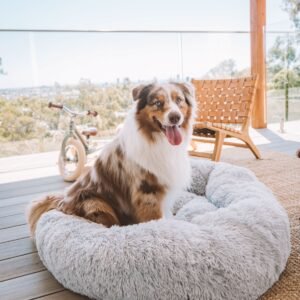 ausshep 8 b315bcc1 88be 4db9 9418 b6a891c50bd5.jpg